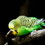 Zoo Ohrada 2021 Jihočeská zoologická zahrada Hluboká nad Vltavou 2021