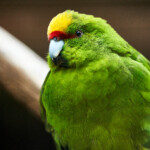 Zoo Ohrada 2021 Jihočeská zoologická zahrada Hluboká nad Vltavou 2021