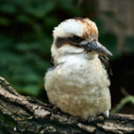 Zoo Ohrada 2021 Jihočeská zoologická zahrada Hluboká nad Vltavou 2021