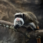 Zoo Ohrada 2021 Jihočeská zoologická zahrada Hluboká nad Vltavou 2021