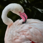 Zoo Ohrada 2021 Jihočeská zoologická zahrada Hluboká nad Vltavou 2021