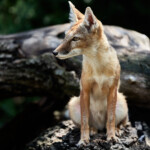 Zoo Ohrada 2021 Jihočeská zoologická zahrada Hluboká nad Vltavou 2021