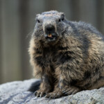 Zoo Ohrada 2021 Jihočeská zoologická zahrada Hluboká nad Vltavou 2021