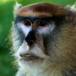 Zoo Ohrada 2021 Jihočeská zoologická zahrada Hluboká nad Vltavou 2021