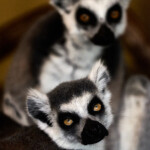 Zoo Ohrada 2021 Jihočeská zoologická zahrada Hluboká nad Vltavou 2021