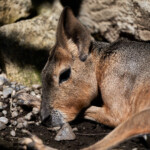 Zoo Ohrada 2021 Jihočeská zoologická zahrada Hluboká nad Vltavou 2021