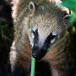 Zoo Ohrada 2021 Jihočeská zoologická zahrada Hluboká nad Vltavou 2021